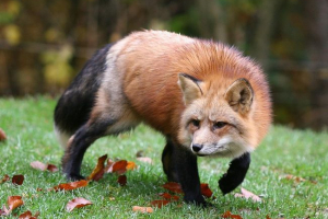 Fox je ukrao ključeve od vozača s vozača