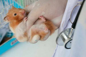 Pomicanje na hrčak - vrste i simptome