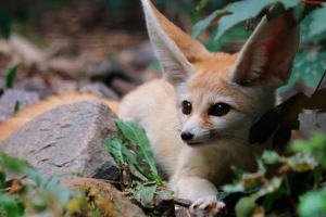 Fox fench - zanimljive činjenice Fox fench - zanimljive činjenice