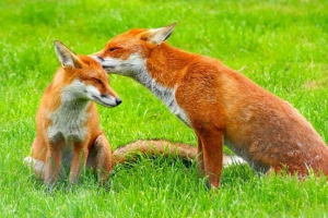 Fox: što su oni? Fox: što su oni?