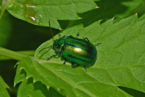 Listove - korisne štetočine Listove - korisne štetočine