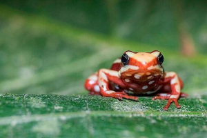 Žaba i žaba: to je vodozemci ili gmazovi?