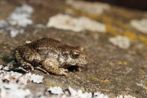 Žaba-filing - priča o neobičnom imenu Žaba-filing - priča o neobičnom imenu