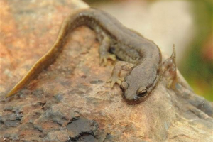 Flagshkosuba - ne žabe s zubima, ali tritoni Flagshkosuba - ne žabe s zubima, ali tritoni