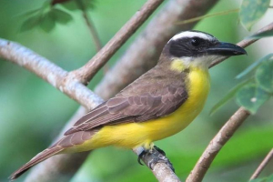 Hodkoclus - još jedan od tyrannana Hodkoclus - još jedan od tyrannana