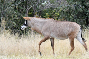 Horyponee antilop Horyponee antilop