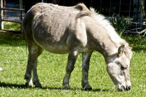 Hostekov - hibrid oslitsa i pastuha Hostekov - hibrid oslitsa i pastuha