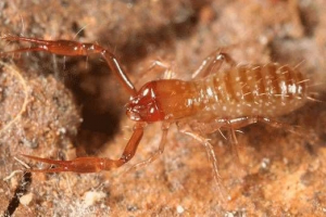 False corpion (flascipion)