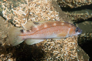 Zabava gubana: fotografije, zanimljive činjenice o ribi Zabava gubana: fotografije, zanimljive činjenice o ribi