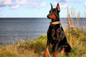 Najbolji pas za uzgoj za dom ili apartmane Najbolji pas za uzgoj za dom ili apartmane