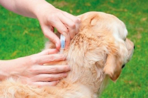 Najbolje pripreme od psećih krpelja