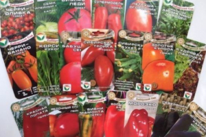 Najbolji izbor visokokvalitetnog sjetve u agrofirm sibirski vrt Najbolji izbor visokokvalitetnog sjetve u agrofirm sibirski vrt