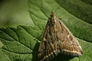 Livadni moljac ili metelitsa Livadni moljac ili metelitsa