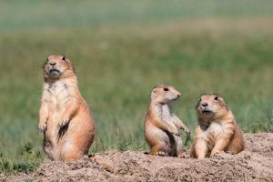 Livadni psi Livadni psi