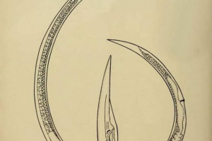 Duga nematoda. Opis i fotografije prvog štetnika Duga nematoda. Opis i fotografije prvog štetnika