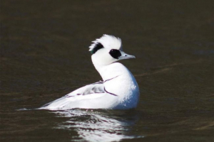 Lutok - što je ova ptica? Lutok - što je ova ptica?