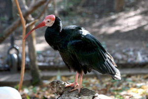 Bald ibisa - pogled na ptice Bald ibisa - pogled na ptice