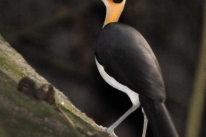 Ćelav soroki - što plaši ptice? Ćelav soroki - što plaši ptice?