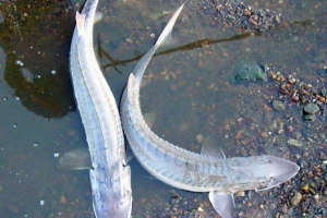 Lyzhetathonos Lyzhetathonos