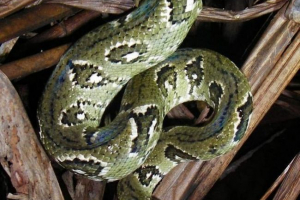 Madagaskar woody boating - madagaskar endemičan