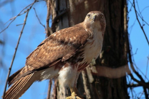Madagaskar kratko hlađen sarych Madagaskar kratko hlađen sarych