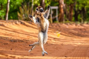 Madagaskar lemur je pokazao hod kralja juliane Madagaskar lemur je pokazao hod kralja juliane