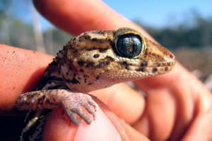 Madagaskar earthwood gecko - kartic otok endem