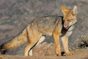 Magellanova pas. Tko je i za koje je životinja progonjena? Magellanova pas. Tko je i za koje je životinja progonjena?