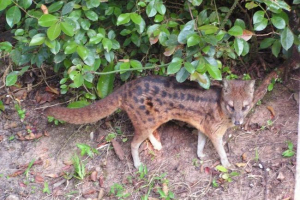 Malgaški prugasti cyweste Malgaški prugasti cyweste