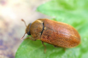 Raspberry beetle - neprijatelj malina
