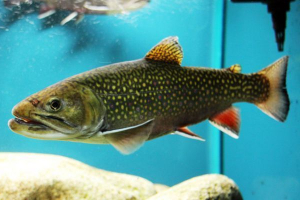 Malog dečka Malog dečka