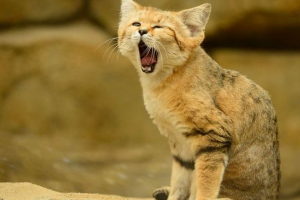 Male mačke i sve o njima Male mačke i sve o njima