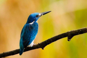 Mali plavi mjeseci - motley pernacija endemična indonezija