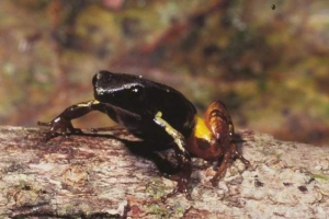 Mantell bernhard - otrovni žaba iz madagaskara Mantell bernhard - otrovni žaba iz madagaskara