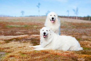 Maremma-abruzza shepherd - uvjeti