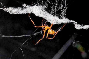 Loketmenta u tu drugoj kući: zašto muški crni udovica zubi?