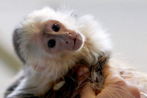 Martyshka je otvorio vlasnik njegove predmemorije Martyshka je otvorio vlasnik njegove predmemorije