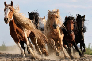 Masty konji. Opis, značajke i imena pruga konja