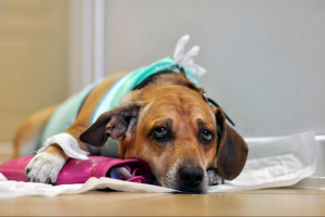 Mastitis u pse - što je opasno? Mastitis u pse - što je opasno?