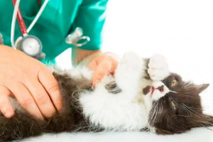 Mastopatija u mačkama - nego opasno?