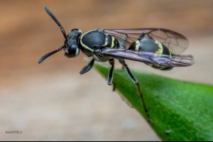 Os meda: istina ili mit? Os meda: istina ili mit?