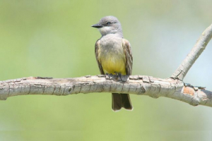 Medical skazchik Medical skazchik