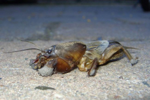 Medvedka ili mole kriket Medvedka ili mole kriket