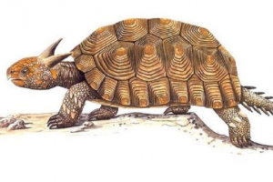 Maeolanija - horned australska kornjačnja Maeolanija - horned australska kornjačnja