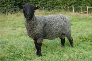 Mala stoka Mala stoka