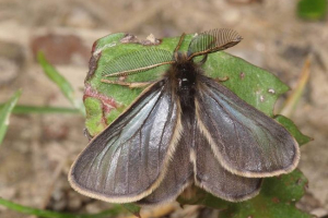 Pristranost - stanište, opis i fotografije leptira Pristranost - stanište, opis i fotografije leptira