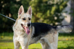 Metis - mješavina različitih pasmina