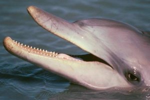 Međunarodna crvena knjiga Međunarodna crvena knjiga