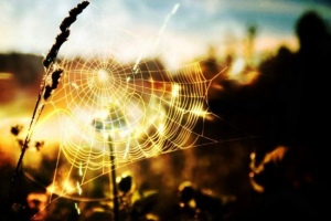 Mitovi životinja: legenda o spider-spasitelja (vođena iz južne amerike) Mitovi životinja: legenda o spider-spasitelja (vođena iz južne amerike)