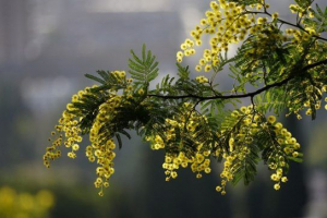 Mimosov biljke - predstavnici i fotografije